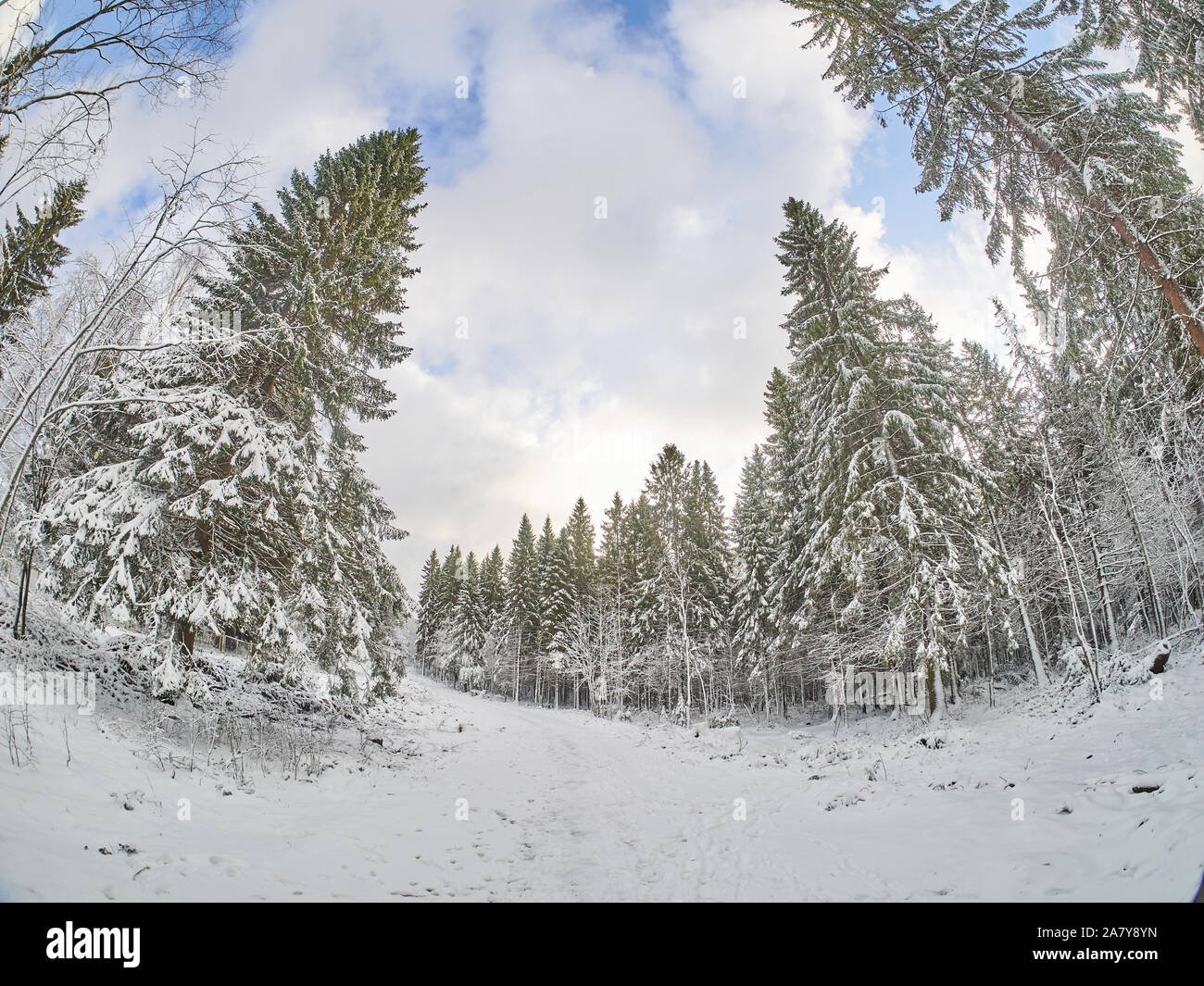 winter in the forest. taiga Stock Photo - Alamy
