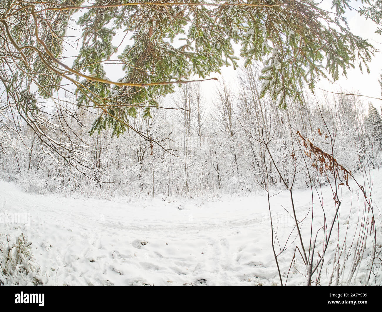 winter in the forest. taiga Stock Photo - Alamy