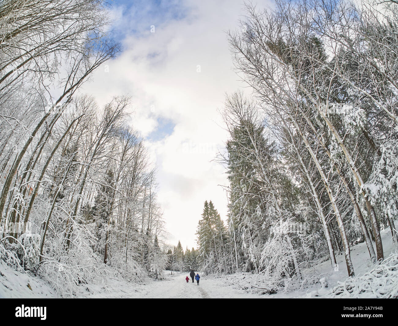 winter in the forest. taiga Stock Photo - Alamy