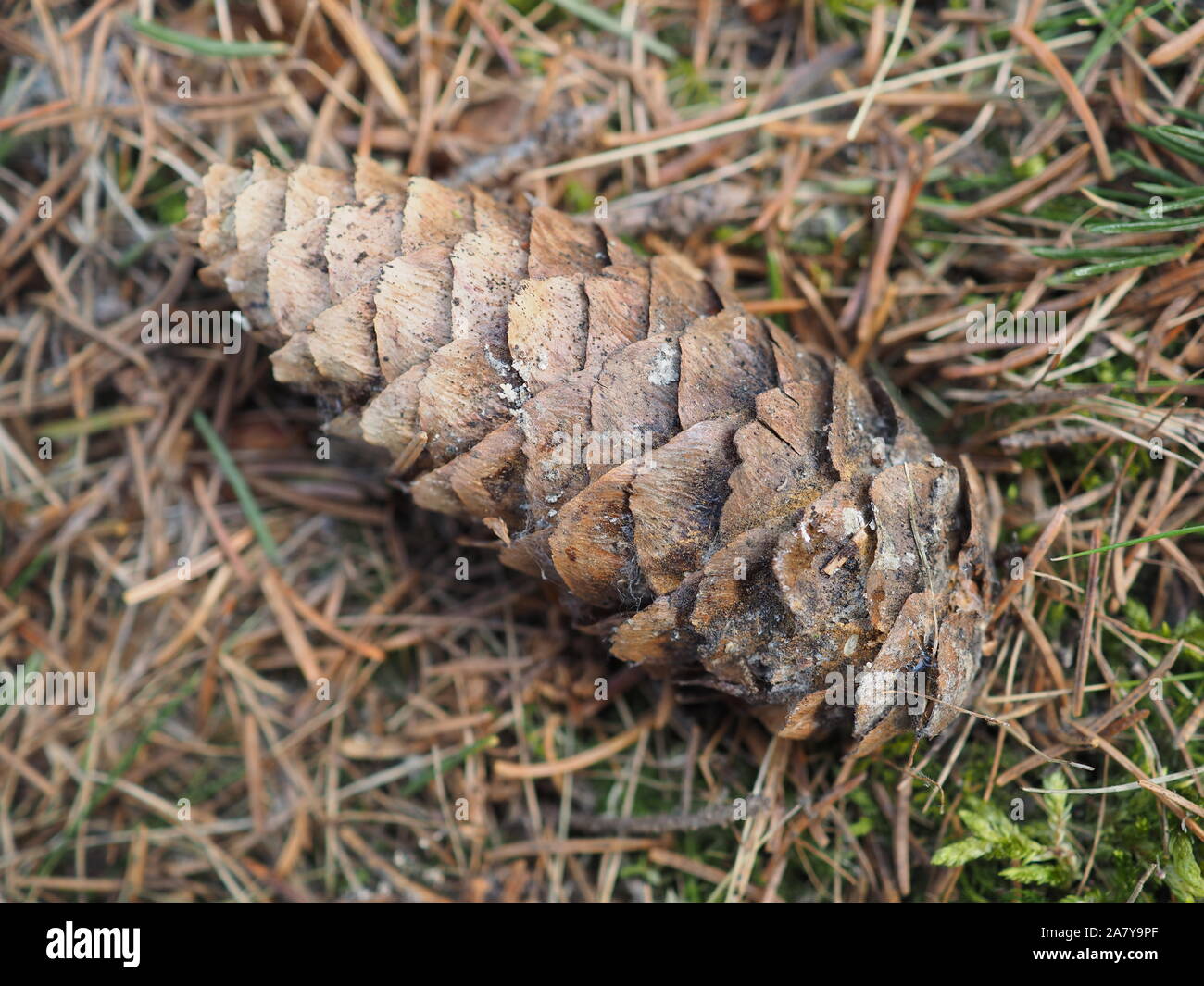 fir cones on the ground. forest Stock Photo
