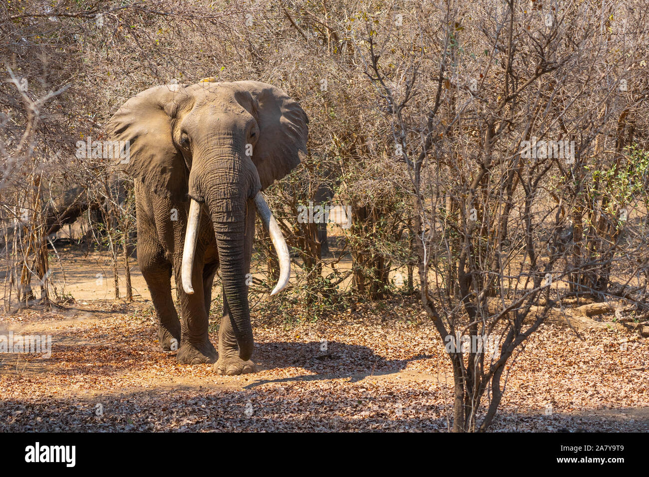 African elephants Adult male Mana Pools Zimbabwe Stock Photo