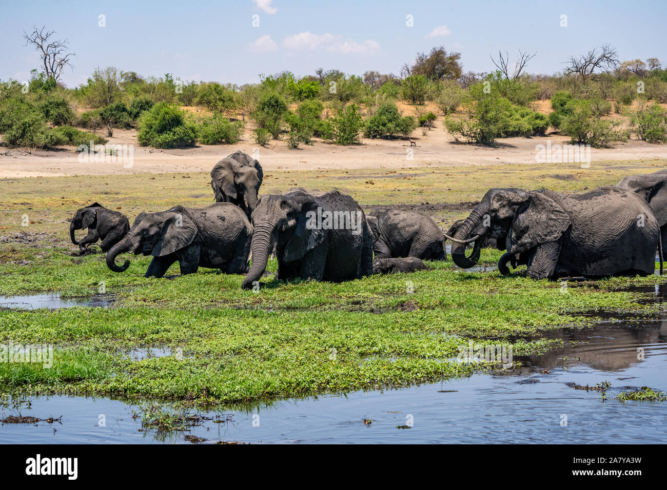 African Elephants drinking water Chobe National Park Botswana Stock Photo
