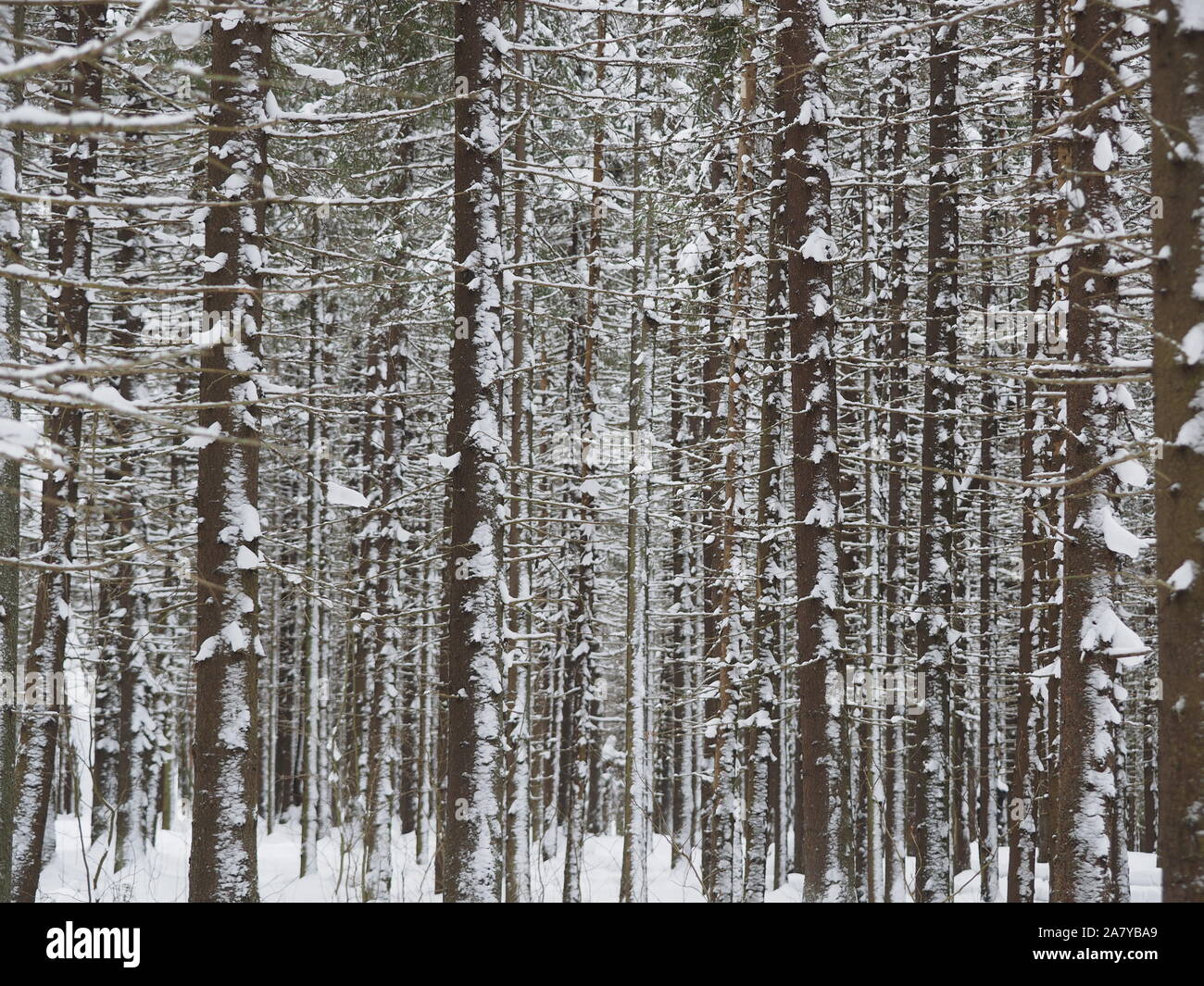 spruce forest in winter Stock Photo - Alamy