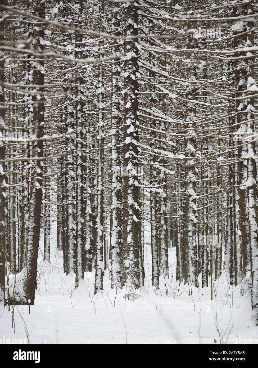 spruce forest in winter Stock Photo - Alamy