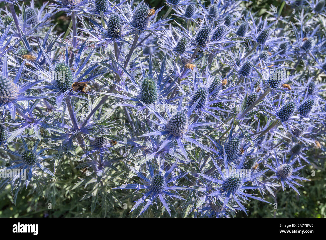 Eryngium zabelii big blue hires stock photography and images Alamy