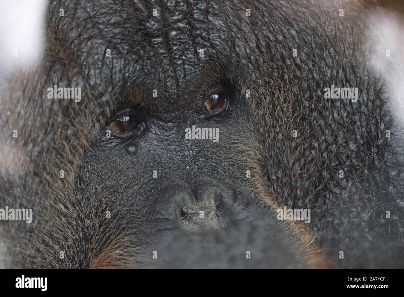 Male Bornean Orangutan, Benji (Pongo pygmaeus) Stock Photo