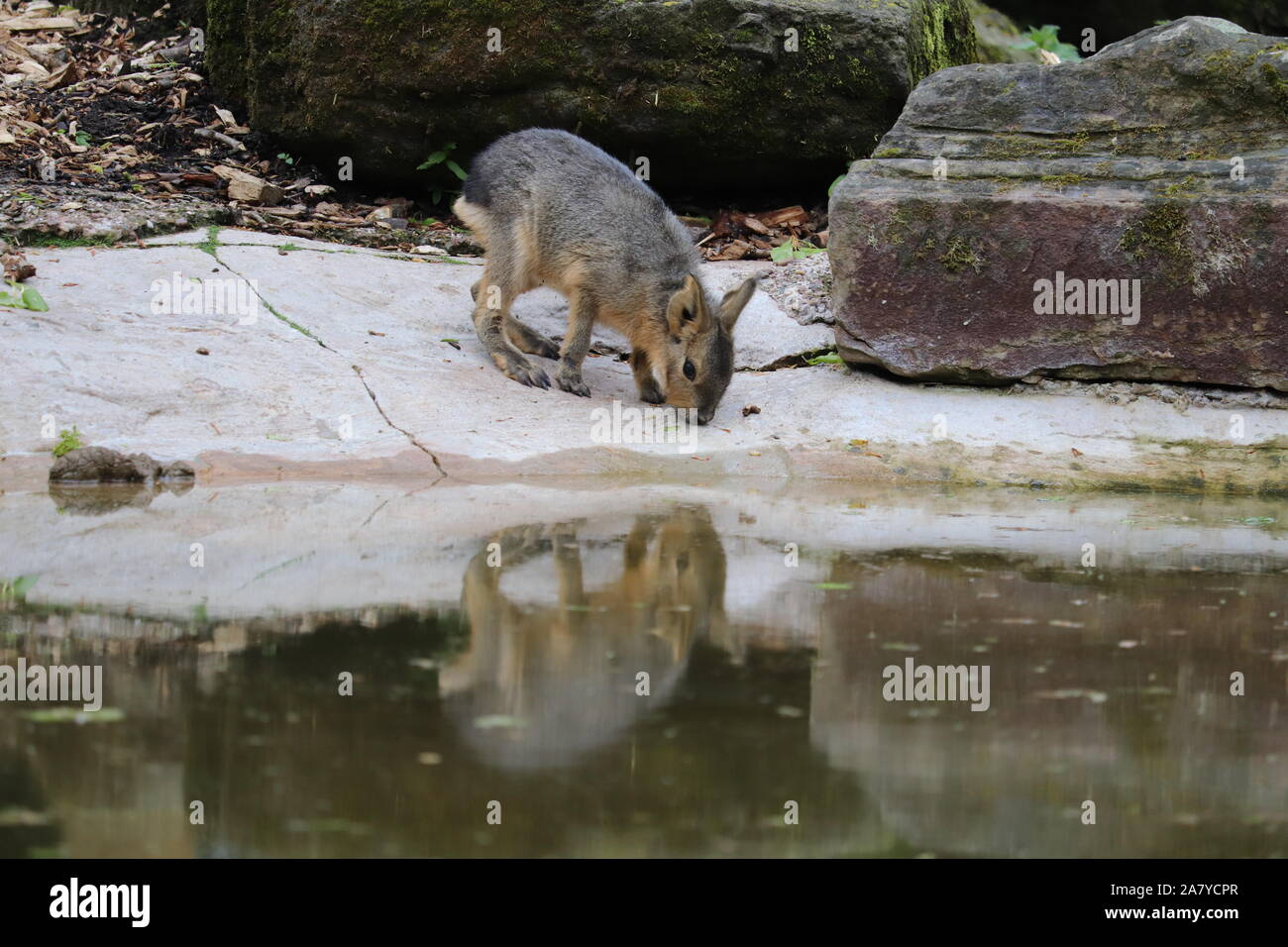 Baby Patagonian Mara (Dolichotis patagonum Stock Photo Alamy