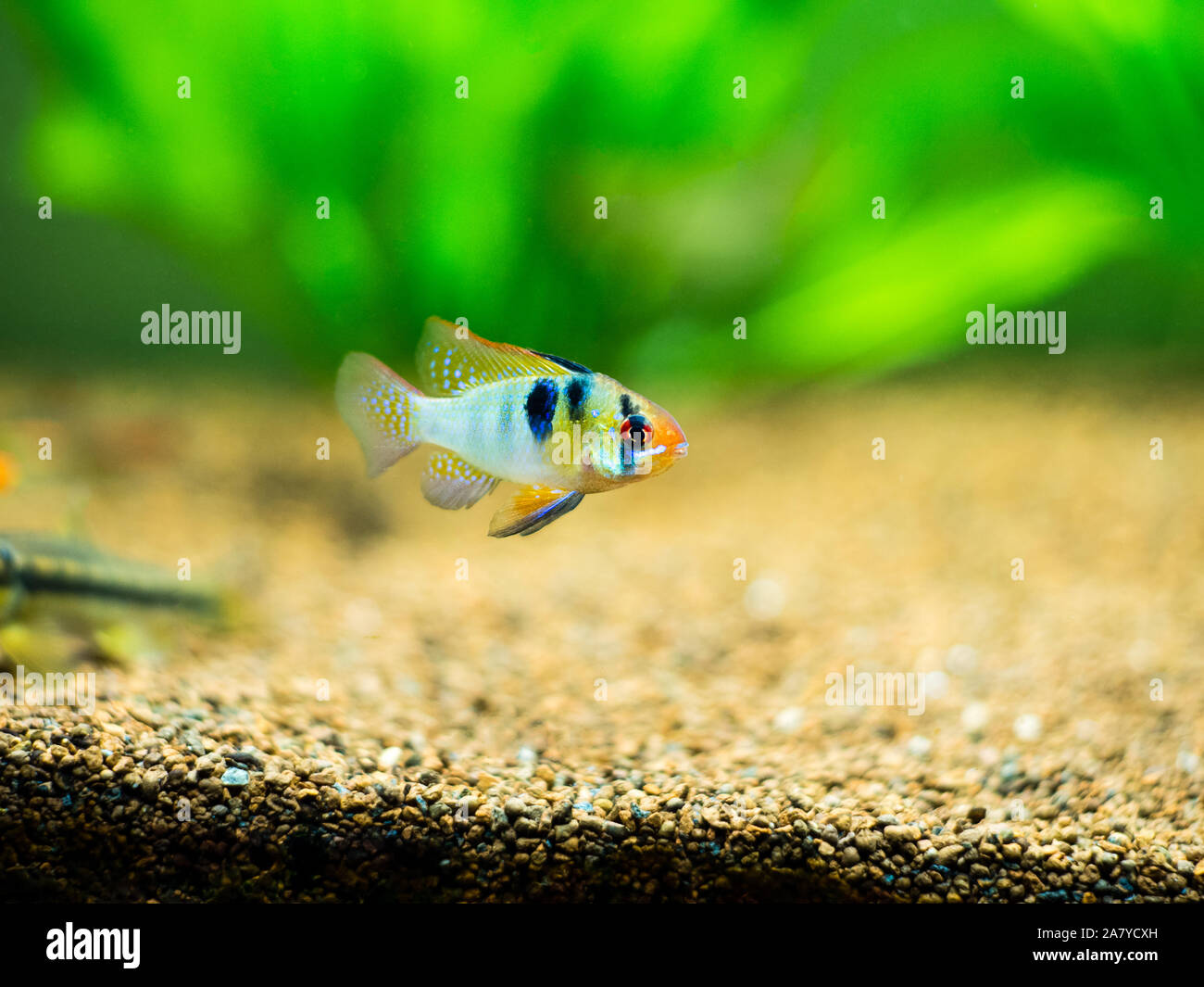 ram cichlid (Mikrogeophagus ramirezi) in a fish tank Stock Photo