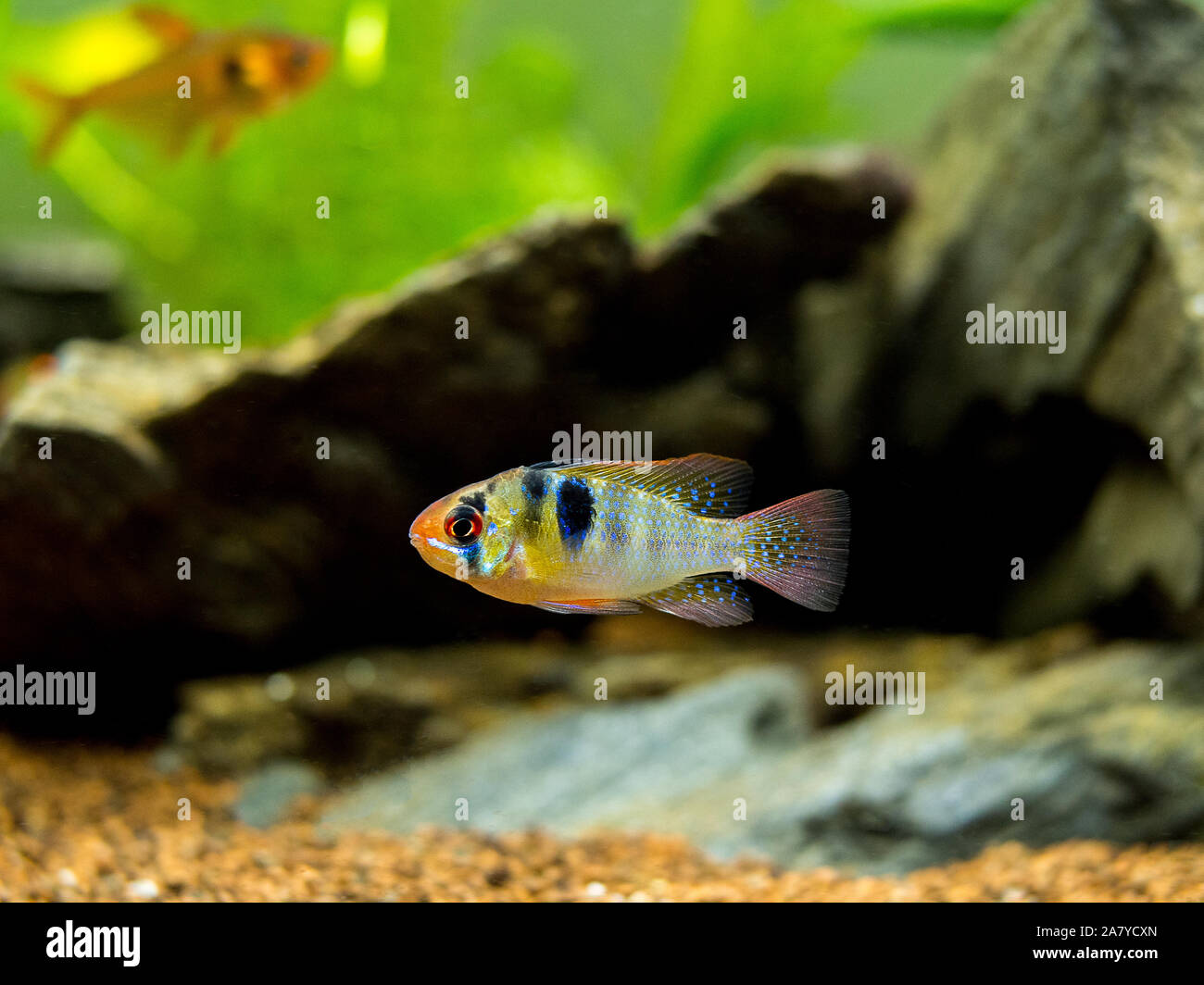 ram cichlid (Mikrogeophagus ramirezi) in a fish tank Stock Photo