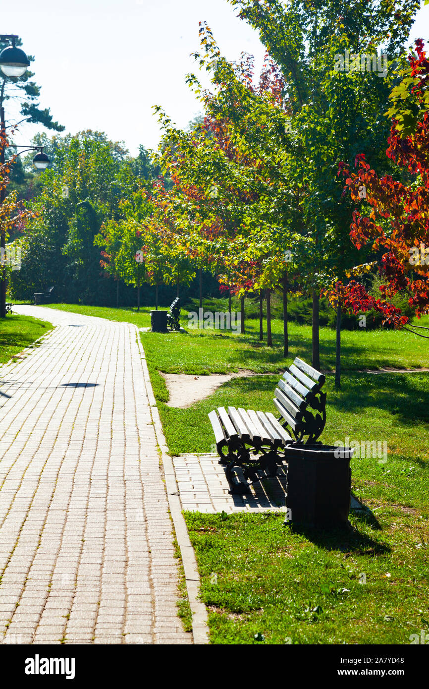 Maple alley in the autumn park. Beautiful trees and benches Stock Photo ...
