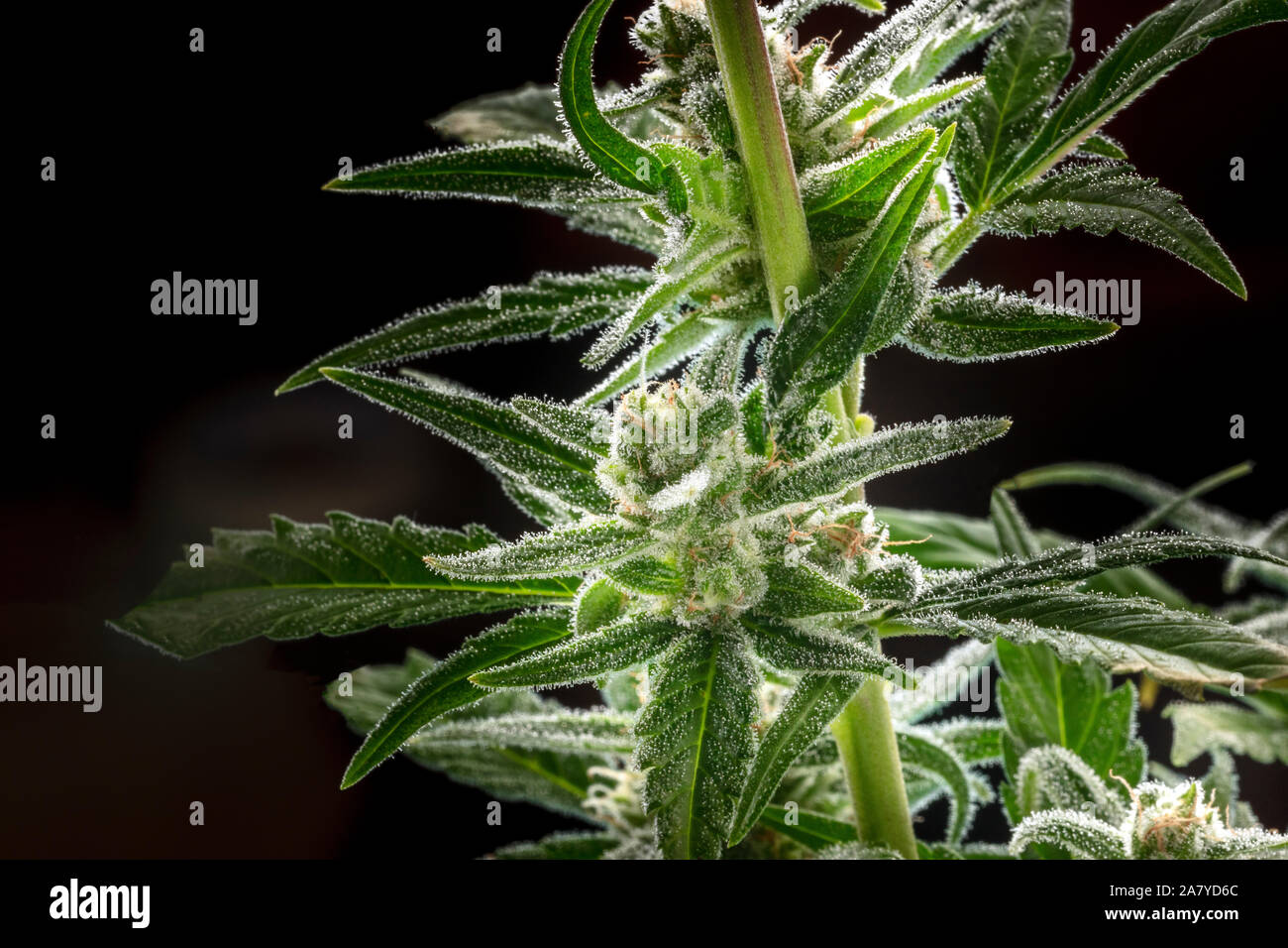 A close-up of flowering cannabis buds with stigmas and trichomes before harvest, macro shot on a black bakground Stock Photo