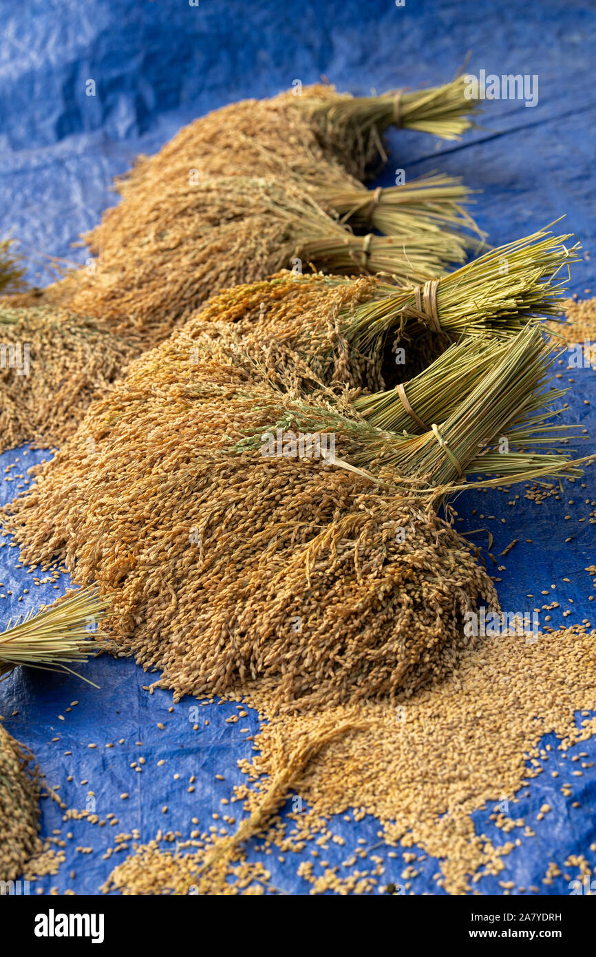 Bundled rice stalks newly harvested Stock Photo