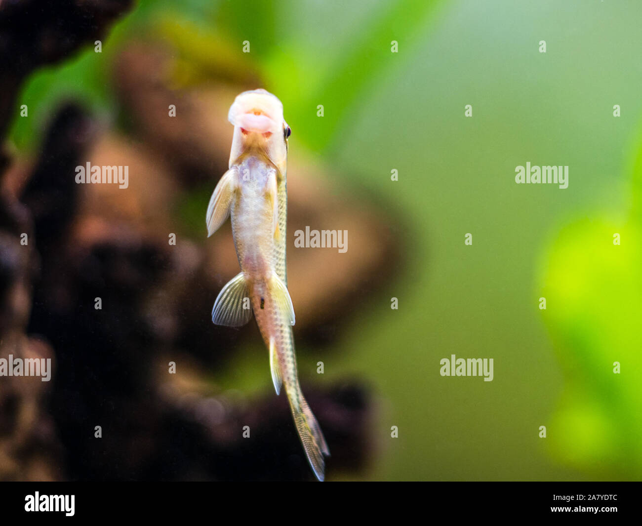 Flying fox (Epalzeorhynchos kalopterus) algae eater fish on a fish tank Stock Photo