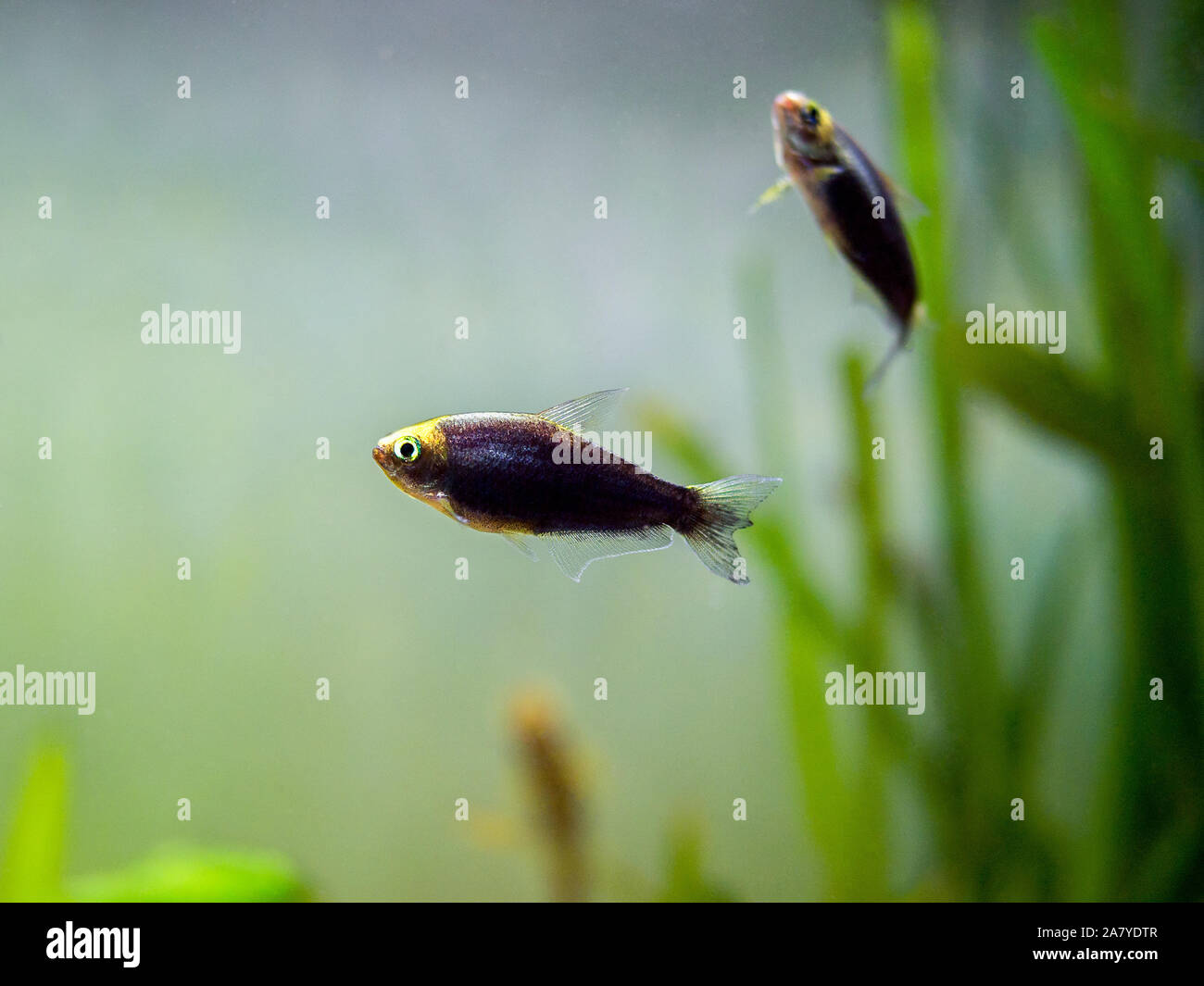 Emperor tetra (Nematobrycon palmeri) in a fish tank Stock Photo