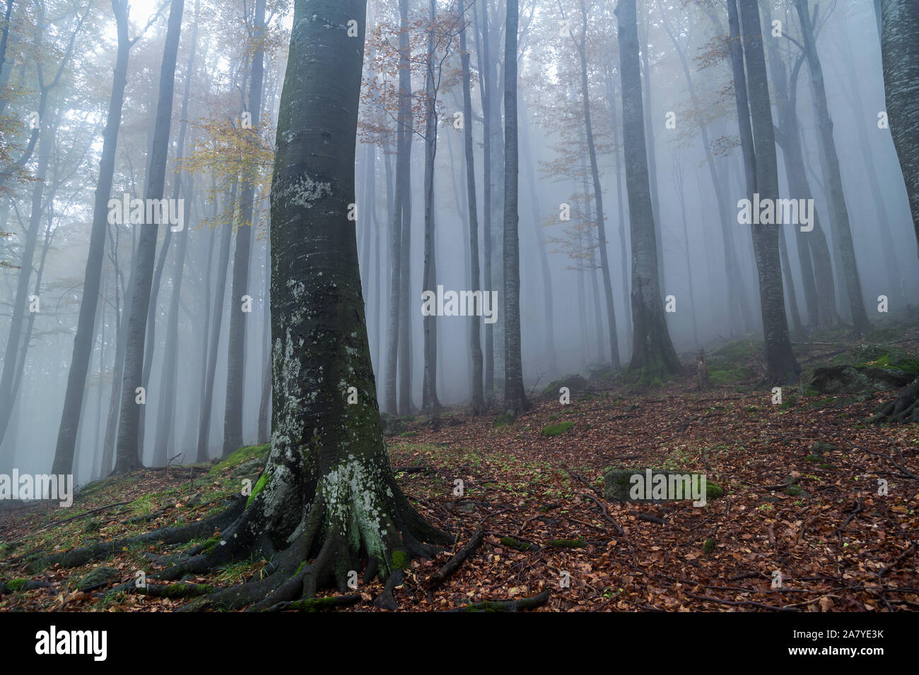 Morning mood in the mountain forest hi-res stock photography and images ...