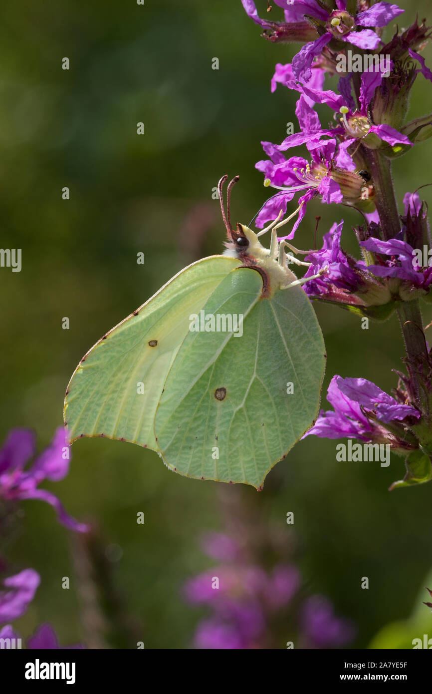blut-weiderich-high-resolution-stock-photography-and-images-alamy