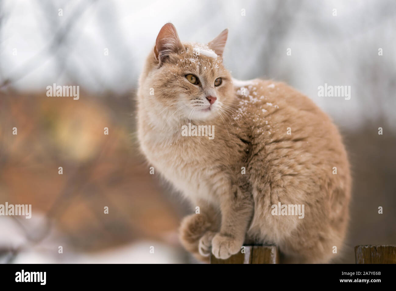 Fluffy cat on a wooden fence Stock Photo - Alamy