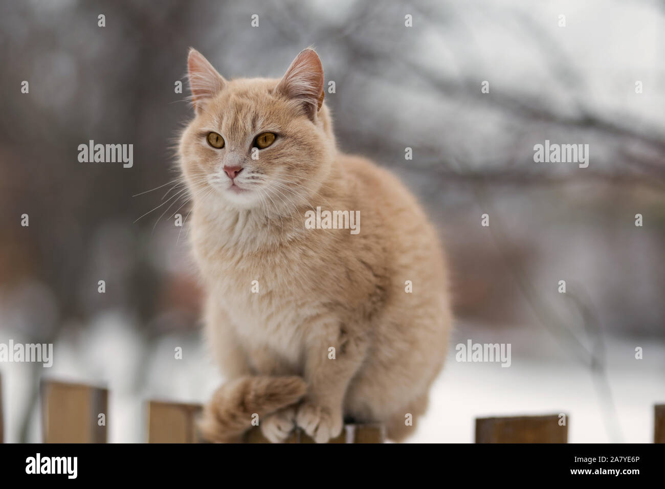 Fluffy cat on a wooden fence Stock Photo - Alamy