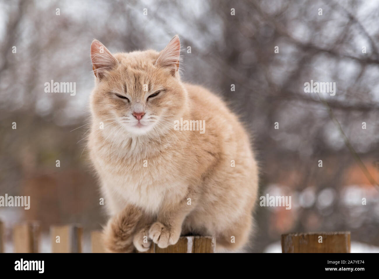 Fluffy cat on a wooden fence Stock Photo - Alamy