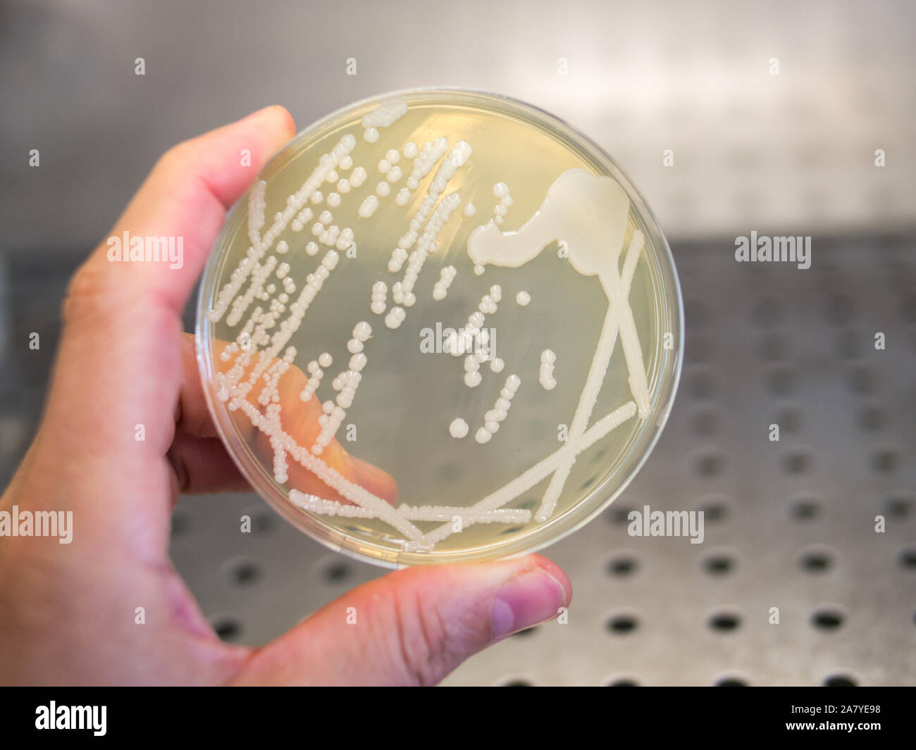 hand holding a petri dish with isolated bacteria colonies in a laminar ...