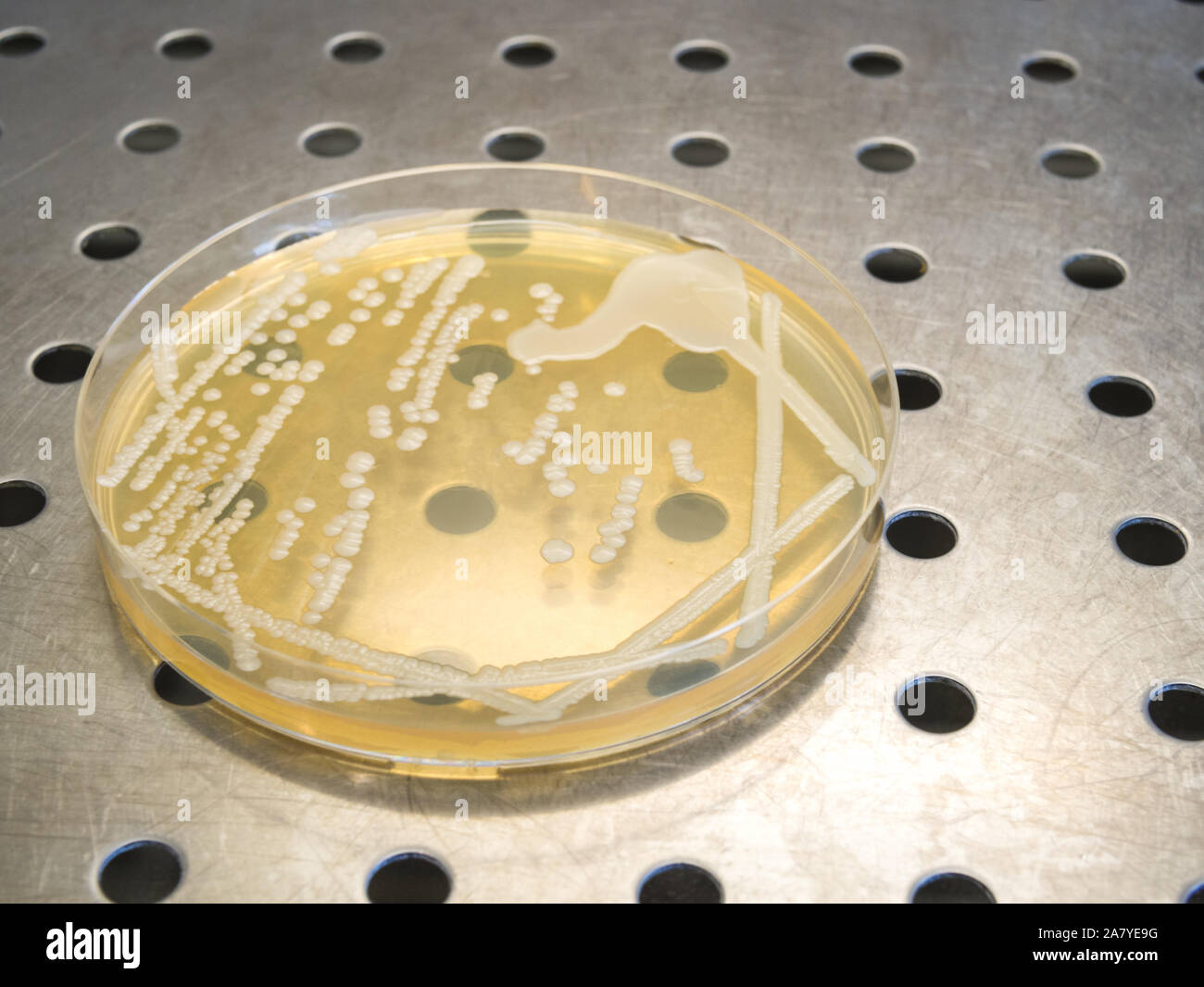 petri dish with isolated bacteria colonies in a laminar flow of