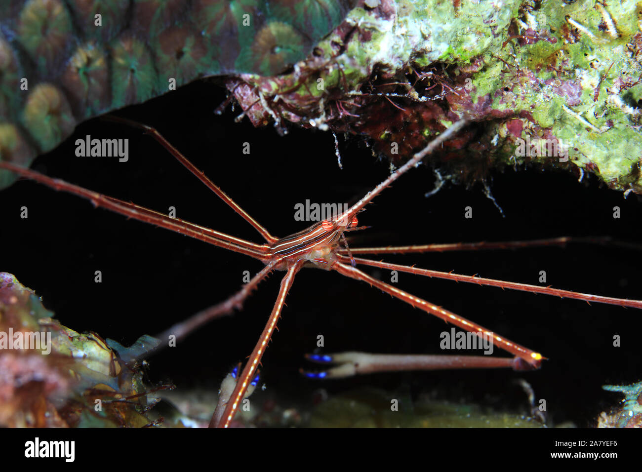 Yellowline arrow crab (Stenorhynchus seticornis) underwater in the caribbean sea of Bonaire Stock Photo