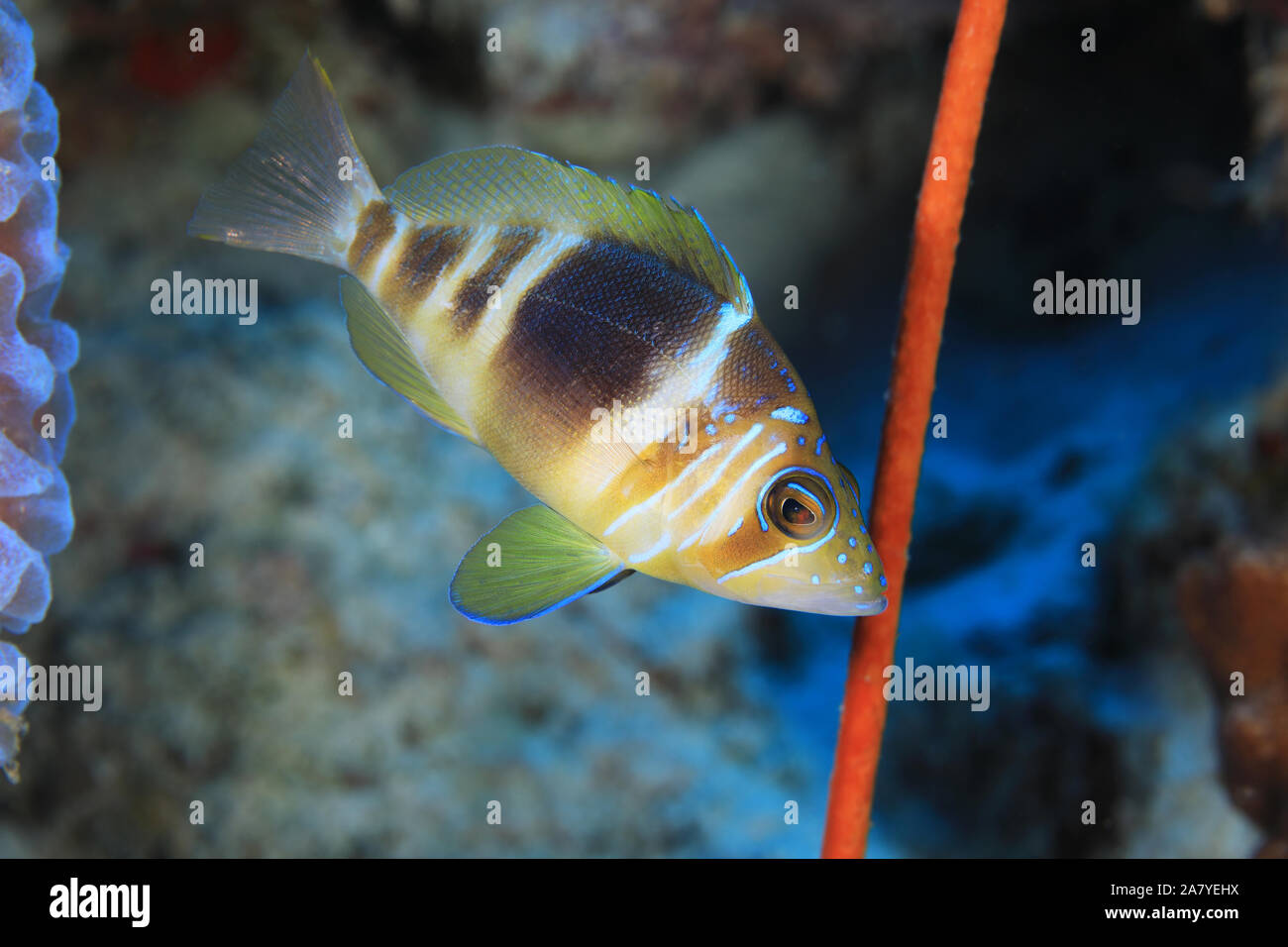 Barred hamlet fish hypoplectrus puella hi-res stock photography and