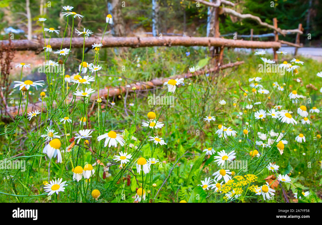 summer background with wooden fence and camomiles in green grass Stock ...