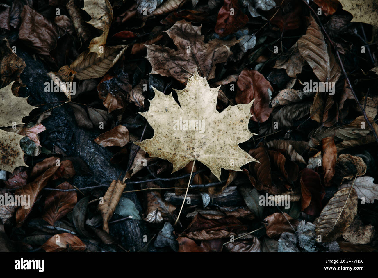Gold leaf wallpaper hi-res stock photography and images - Alamy