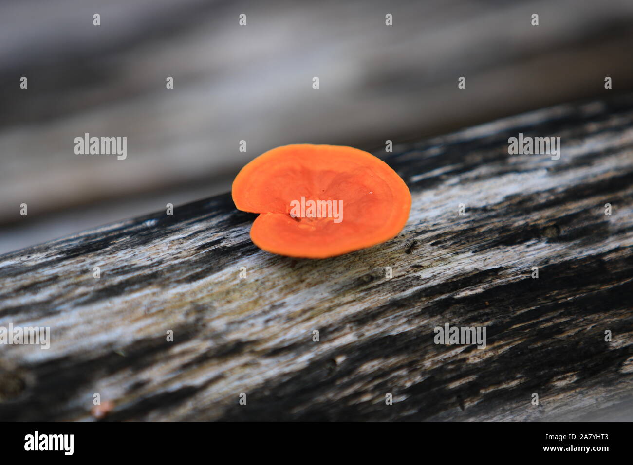 Orange mushroom on a tree trunk Stock Photo - Alamy