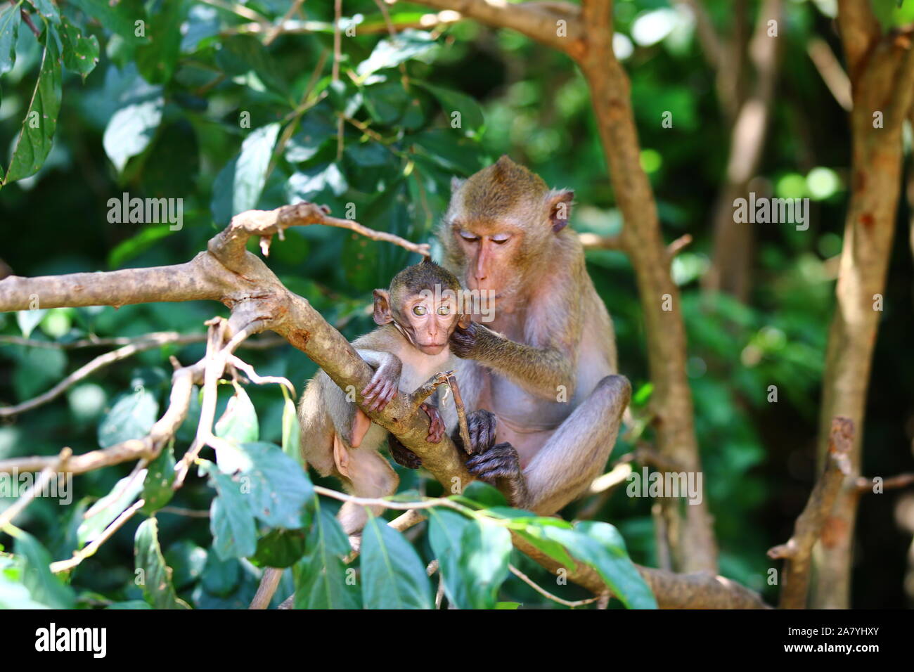 Monkey mom taking care of her baby, Monkey sitting on tree branch Stock