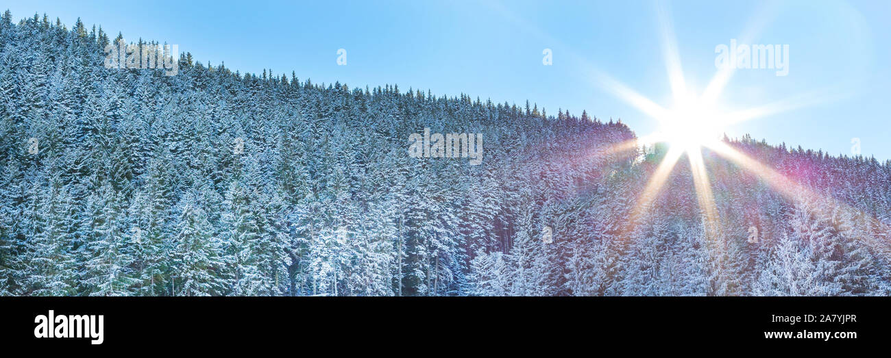 Snow winter pine trees forest panorama background and sun Stock Photo ...