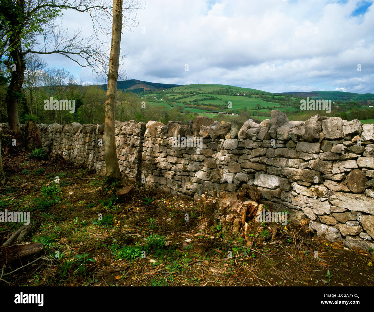 Newly rebuilt drystone Park boundary wall beside the Leete walk, Loggerheads Country Park, Flintshire, North Wales. Stock Photo