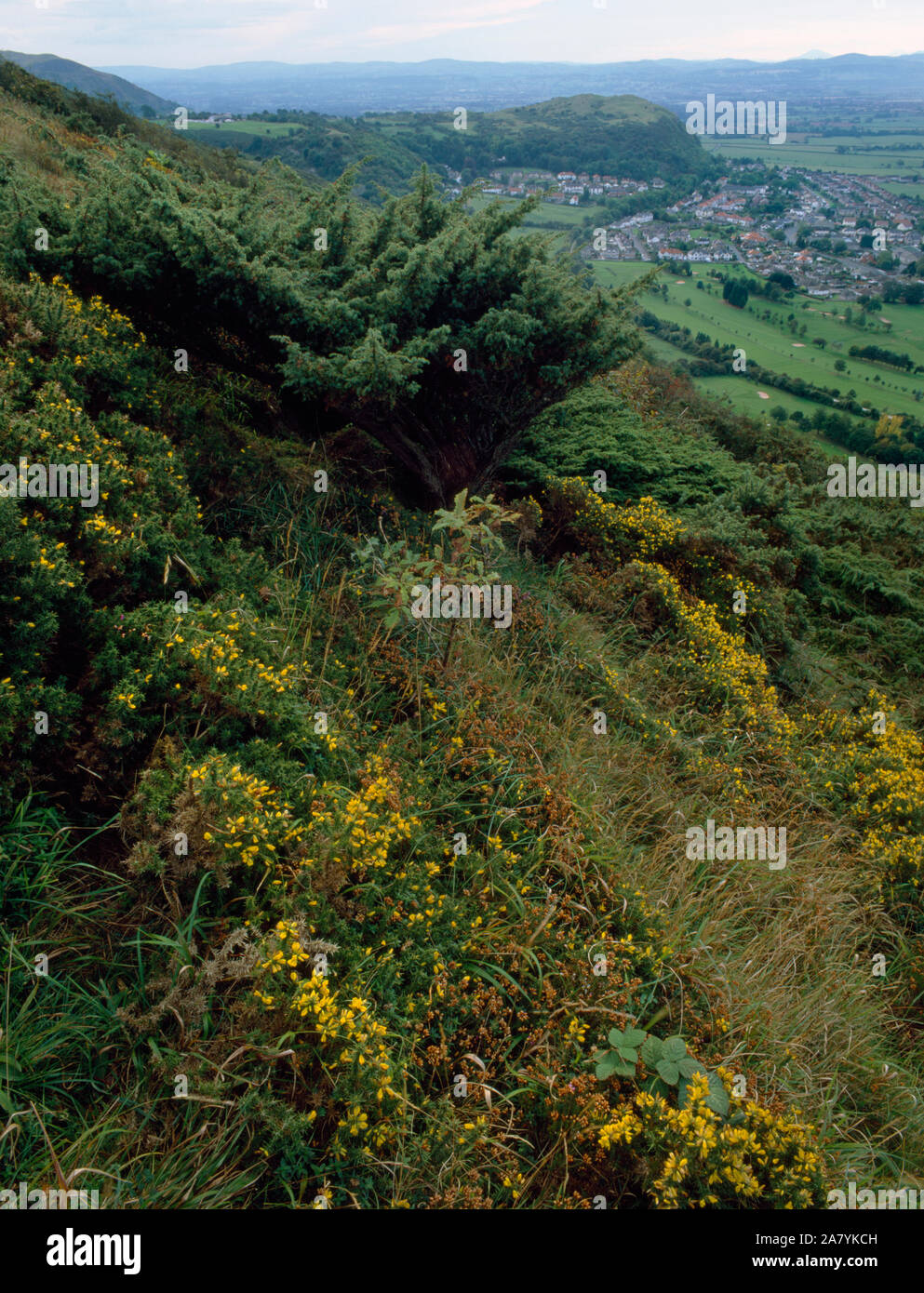View from Offa’s Dyke Path at juniper, gorse and invasive species on upper slopes of Prestatyn Hillside remnant limestone grassland. North Wales. Stock Photo