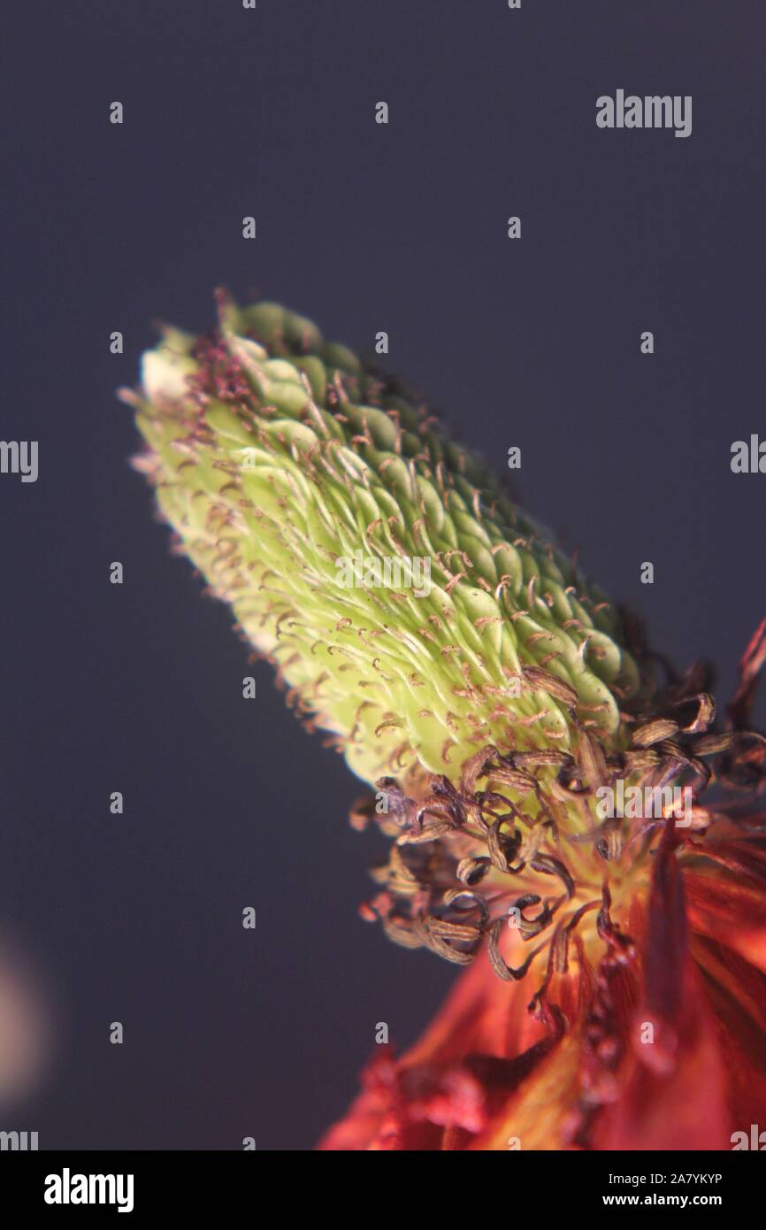 Petal less flowers hires stock photography and images Alamy