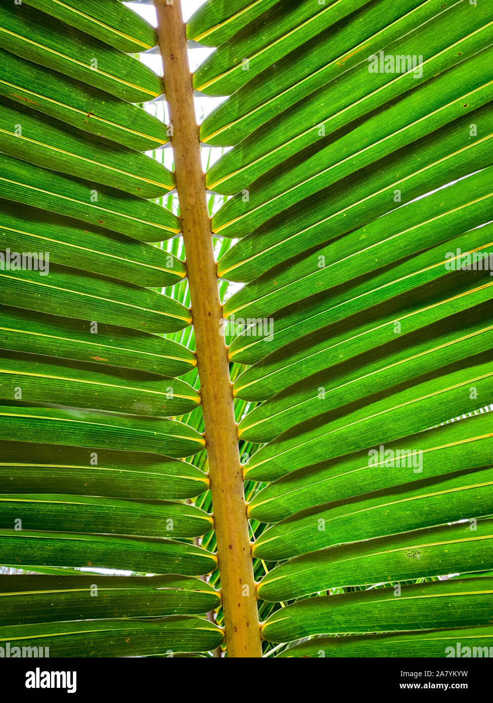 Coconut leaf decoration hi-res stock photography and images - Alamy