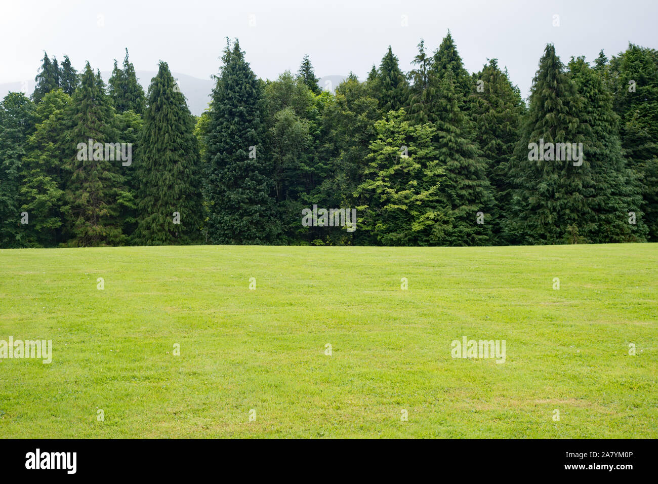 A line of fir trees at Killarney National Park in Co. Kerry Ireland Stock Photo