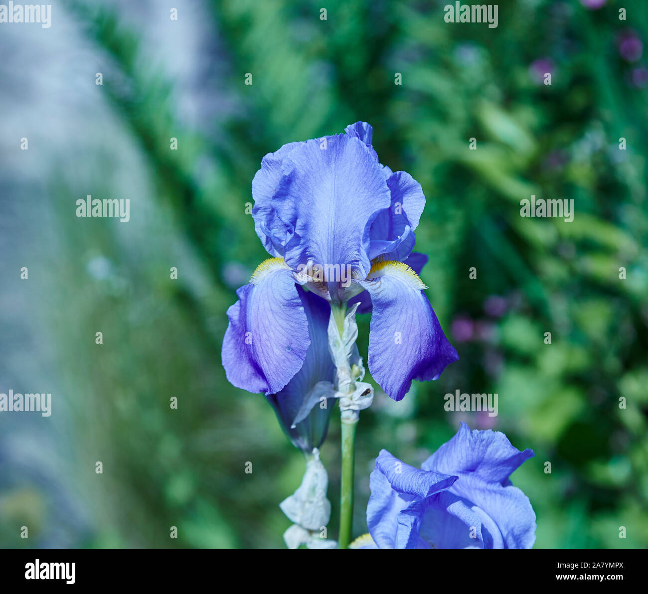 Violet Bearded iris with a out of focus garden background Stock Photo