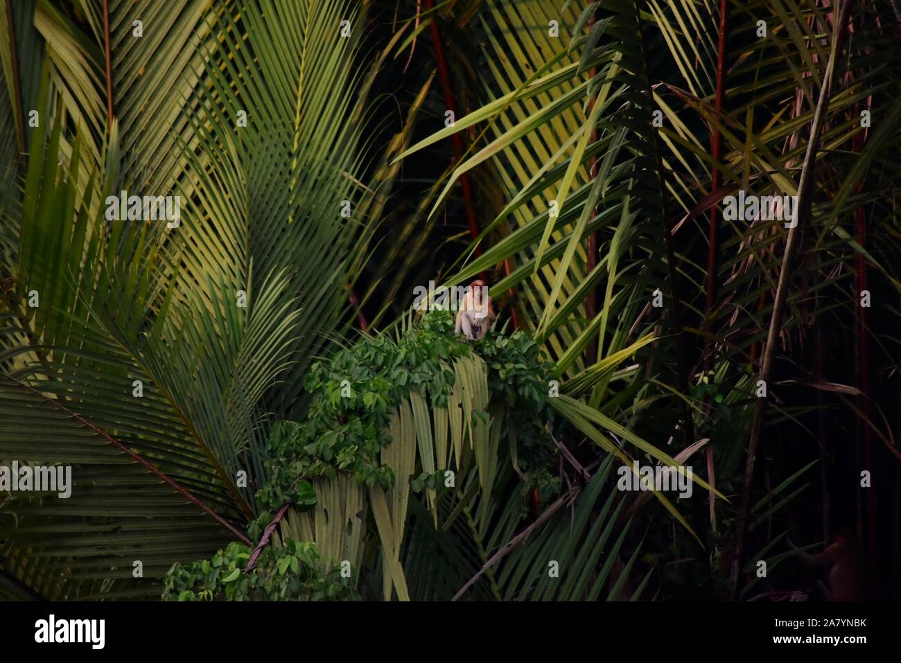A young proboscis monkey (Nasalis larvatus) sitting on mangrove palm tree on the bank of Sangatta river in East Kutai, East Kalimantan, Indonesia. Stock Photo