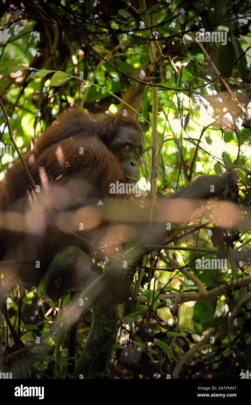 Wild Northeast Bornean orangutan (Pongo pygmaeus morio) in Kutai National Park, East Kalimantan province, Indonesia. Stock Photo