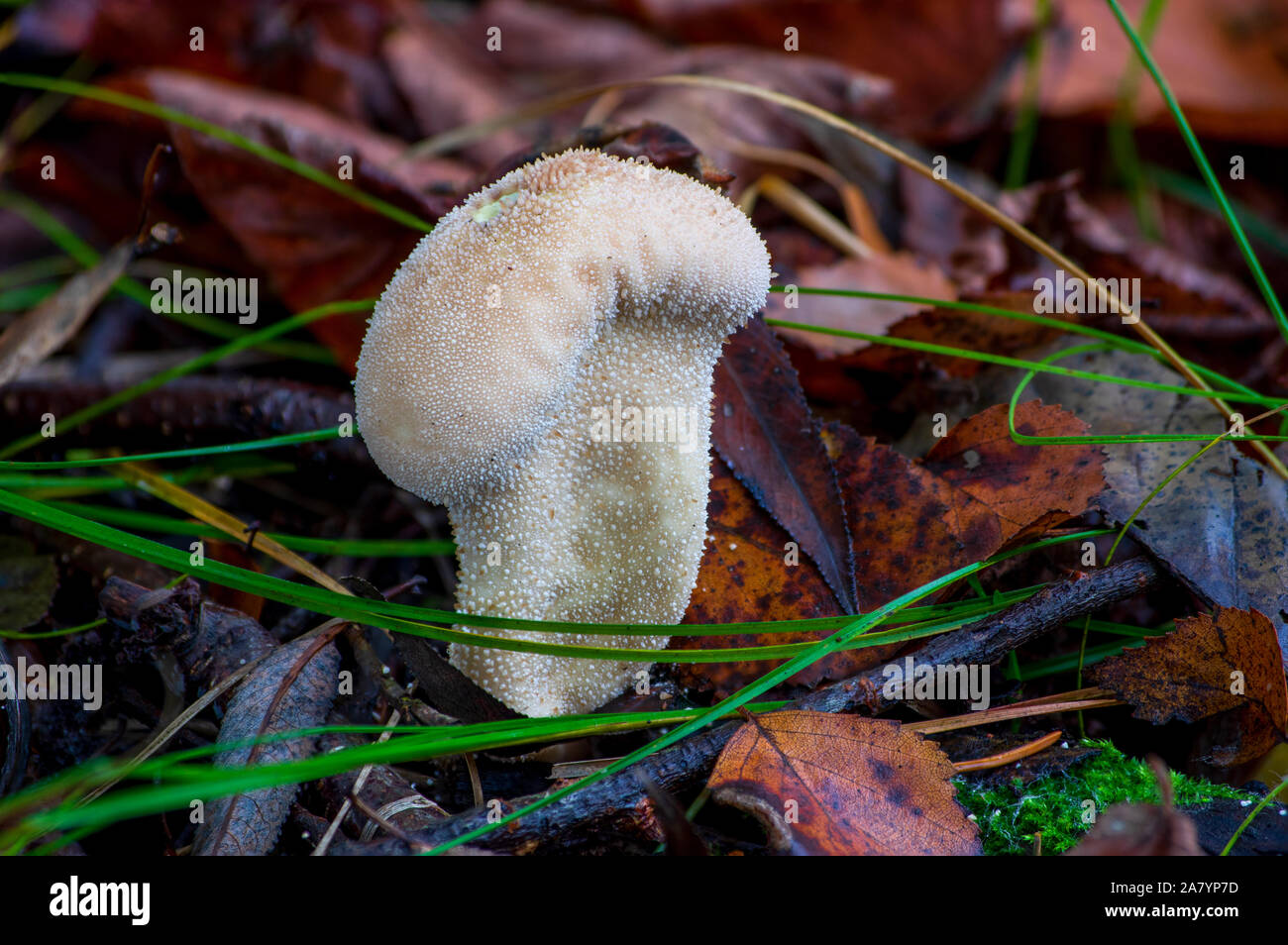 Puffball MushroomsAugust-September – Forest Mushrooms