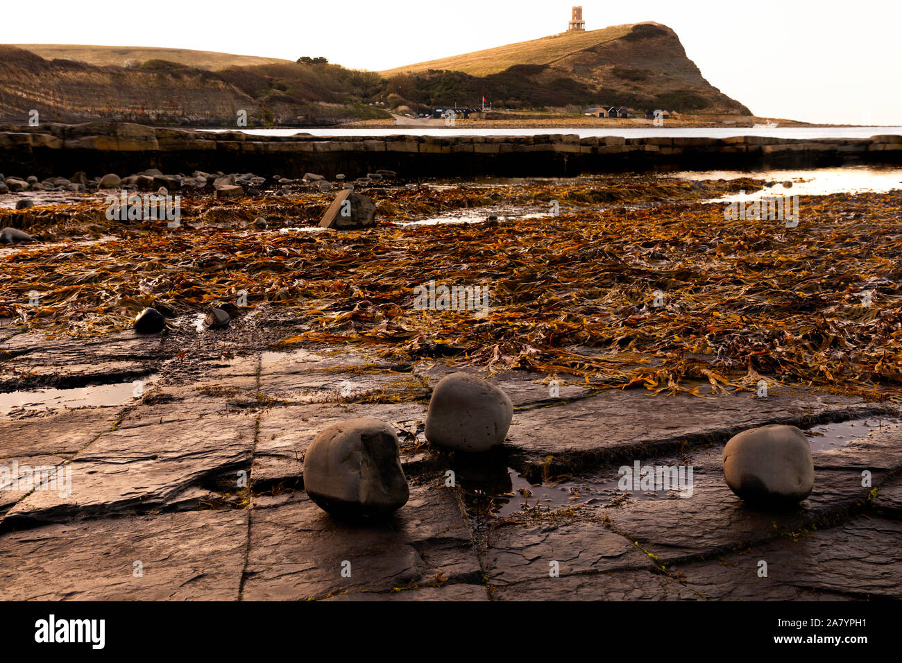 Kimmeridge  Dorset  England Rocks and seaweed at dawn on Dorset's Jurassic coast, showing Clavell Tower Stock Photo