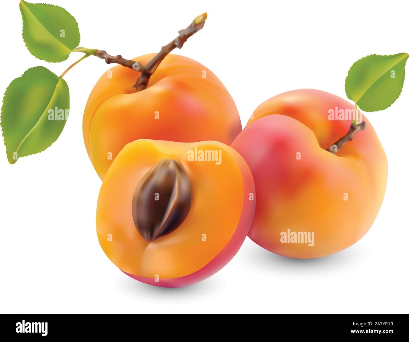 Apricot with leaves on a white background Stock Vector Image & Art - Alamy