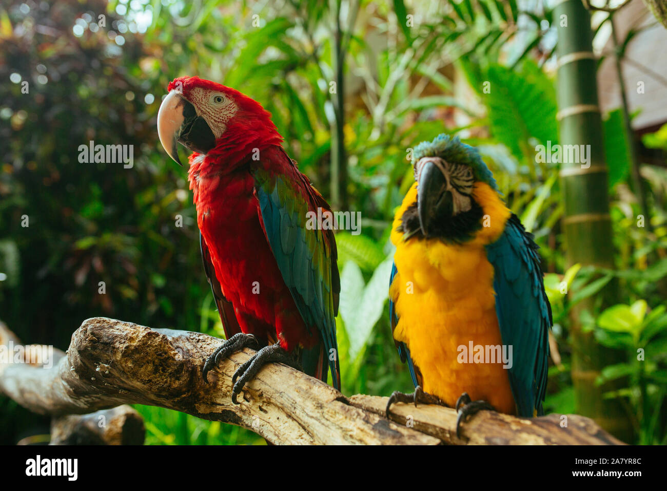 Redand Yellow Macaw Parrots sitting on a branch in a tropical park Stock Photo
