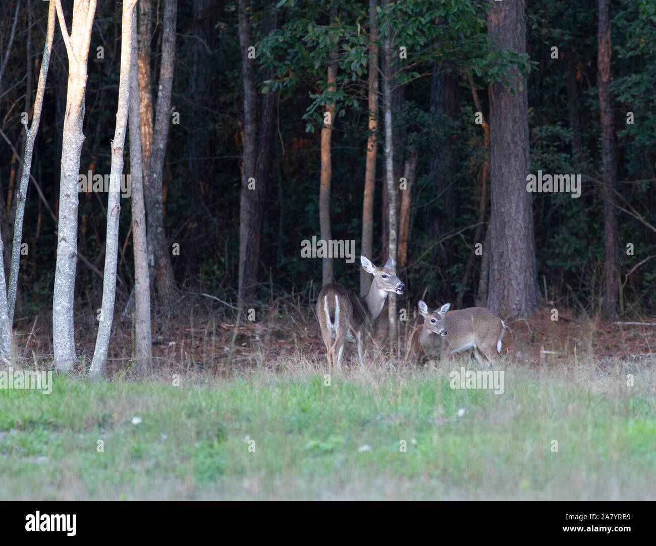 Pair of whitetail deer at the eds of a thick woods in North Carolina