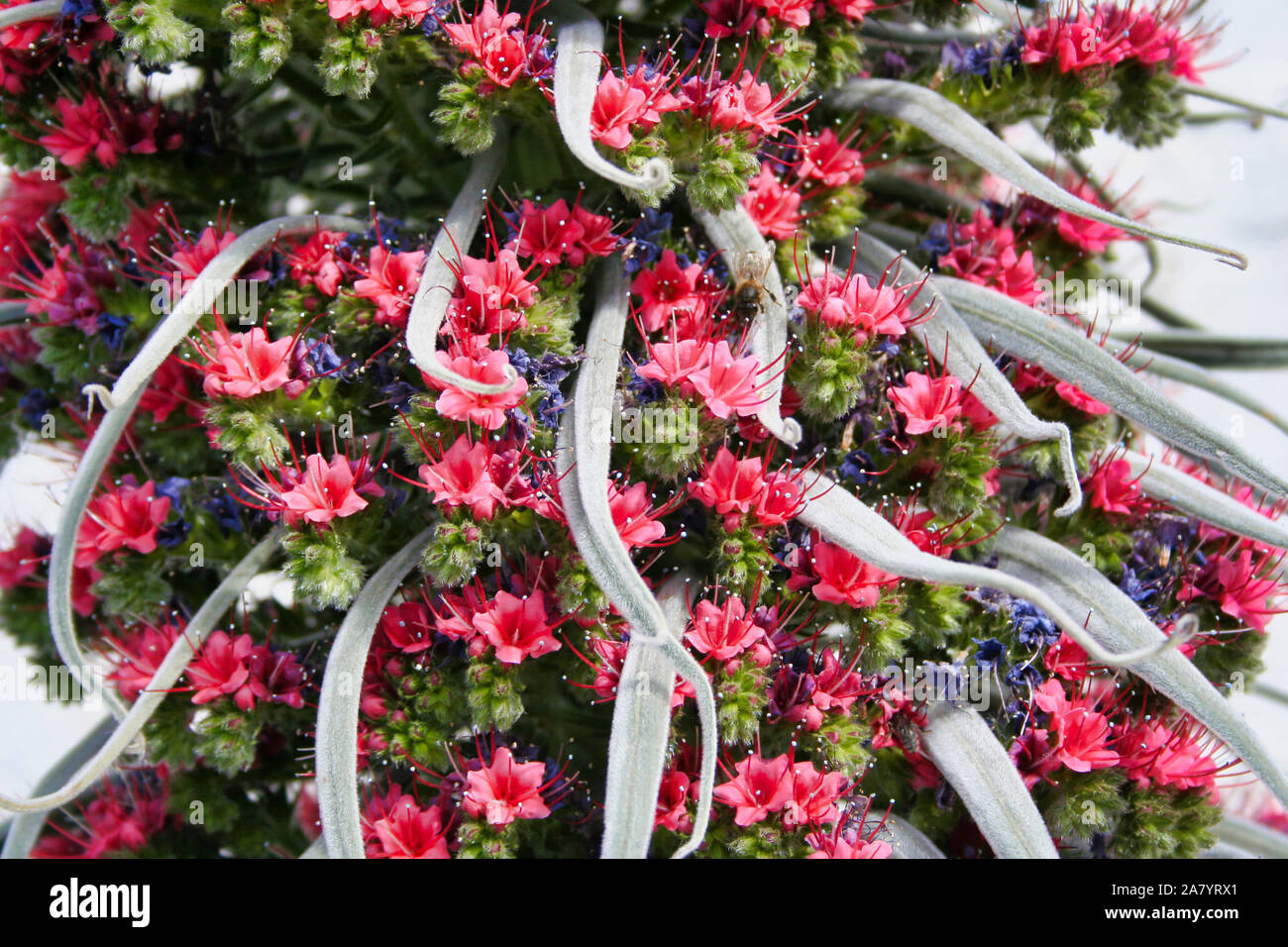 Close up of an echium  plant in the country of  the Canaries . Stock Photo