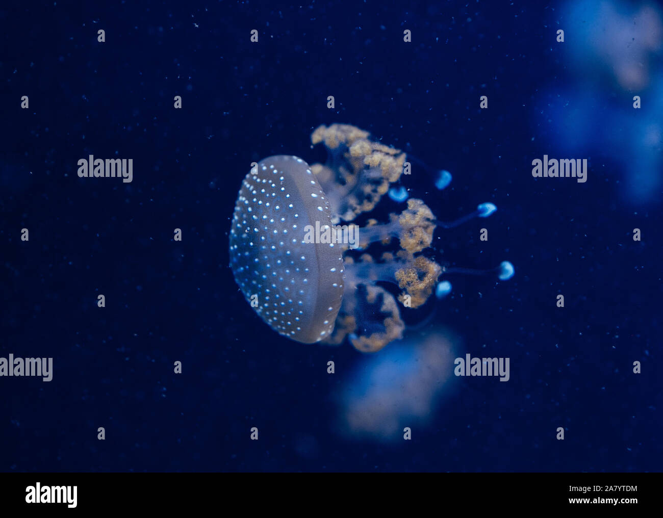 Jellyfish in the deep blue ocean with bright illuminance Stock Photo ...
