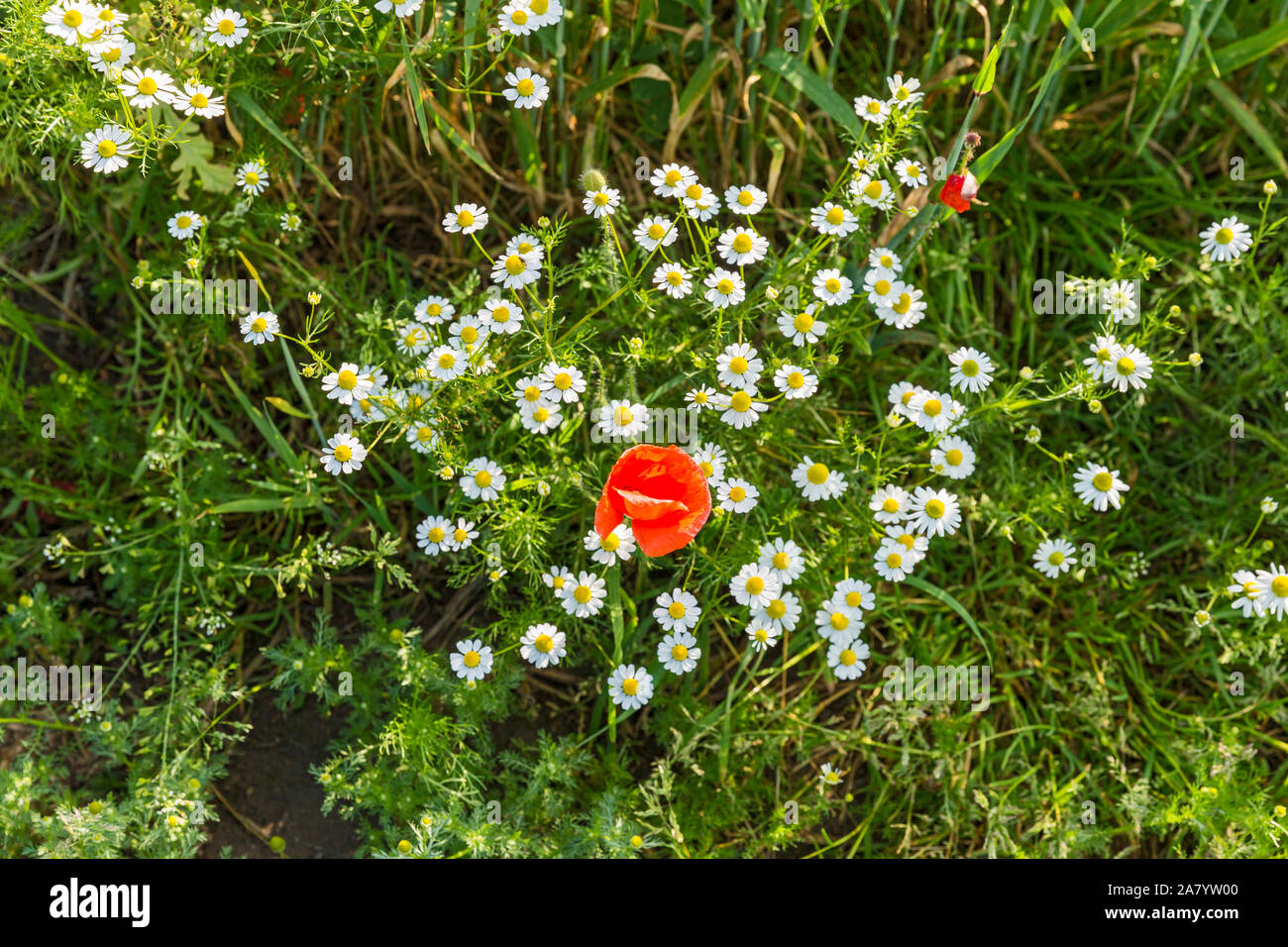 Schaprode, Rügen, Feldrand, Mohnblumen Stock Photo