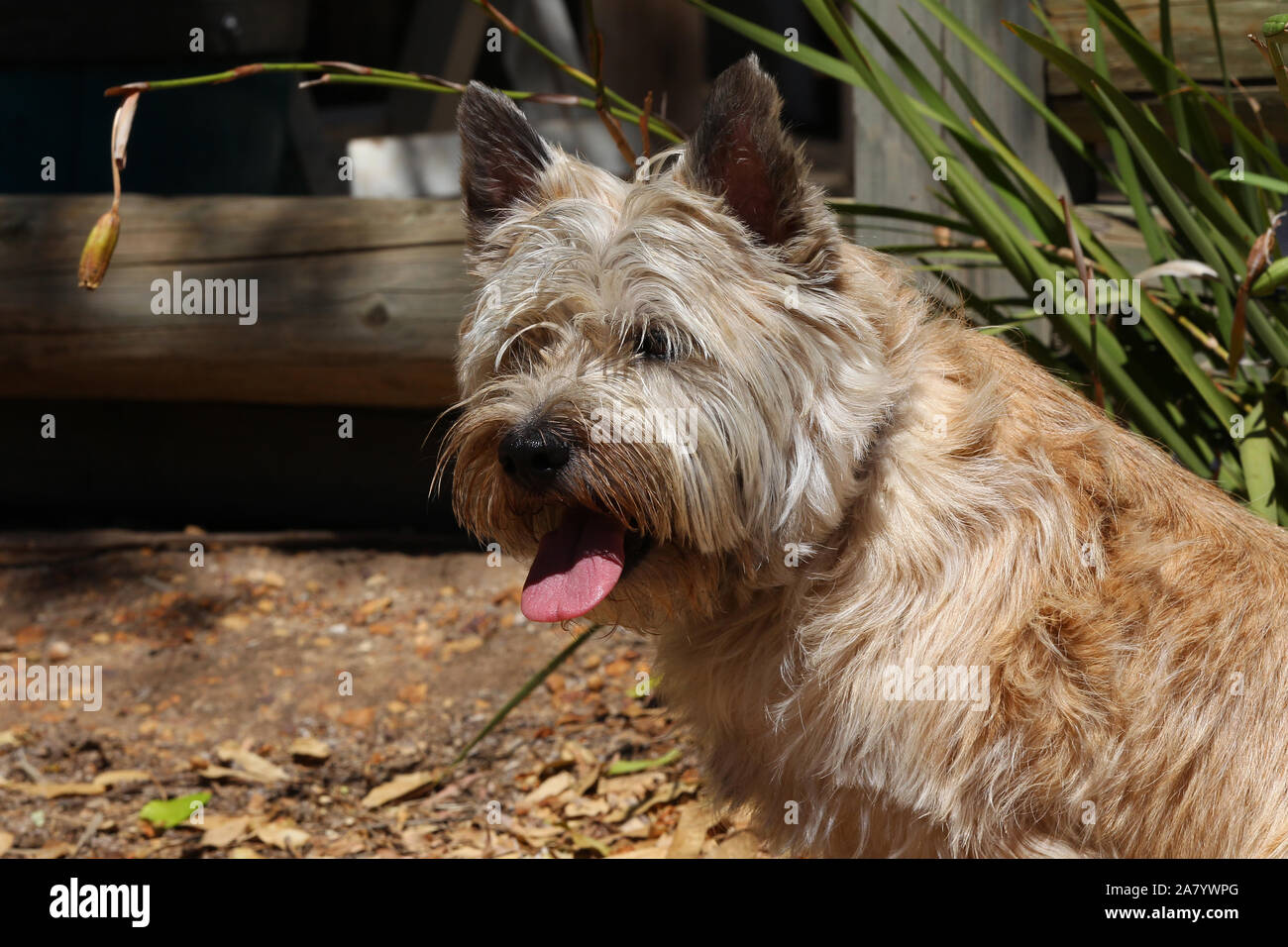 purebred cairn terrier