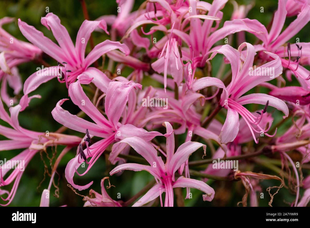 Nerine Bowdenii glowers in pink. Large group of flowers. Amaryllidaceae family. Pink floers and hebaceous green foliage. Stock Photo